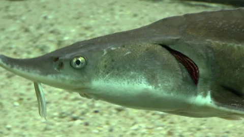 Sterlet Fish Swimming Stock-Footage 77176400