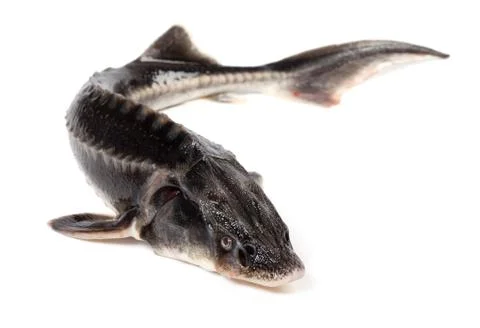 Sterlet fish on white background Stock Photos