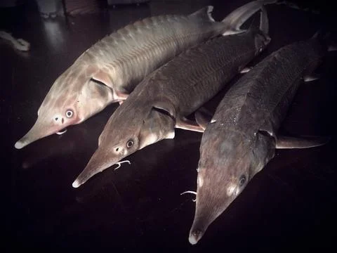 Sterlet Stock Photos