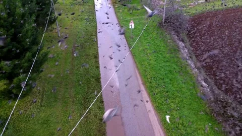 Sterlings Aerial View of Huge Flock of Birds Taking Off from Rural Country Road Stock Footage 346072610