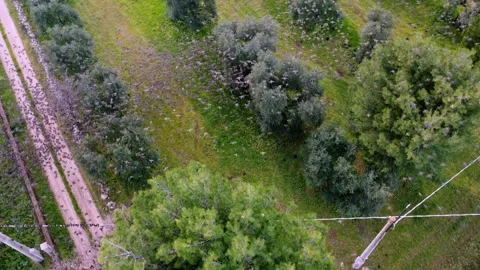 Sterlings Aerial View of Large Flock of Birds Flying Over Olive Tree Grove in Stock Footage 346052443
