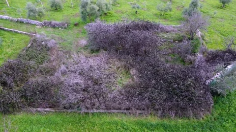 Sterlings Aerial View of Olive Trees and Overgrown Vegetation in Rural Farmland Stock Footage 346052592