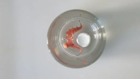 Sterlizing a denture in a tumbler Stock Footage 163349259