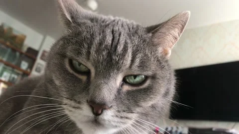 A stern angry gray cat Stock Footage 141323321
