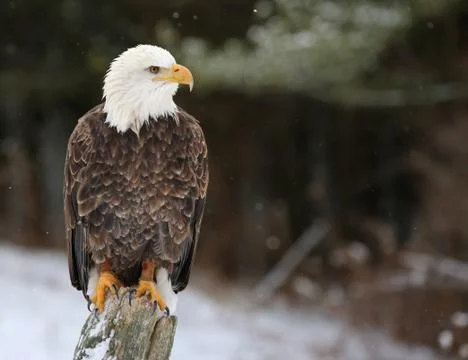 Stern bald eagle Stock Photos