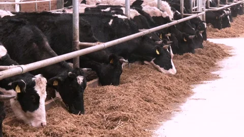 Stern table and rest area for cows in a modern barn. Stock Footage 313443914