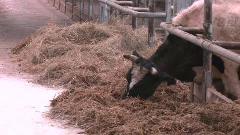Stern table and rest area for cows in a modern barn Stock Footage 313443926