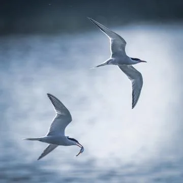 Sterna hirundo catching fish Stock-Fotos
