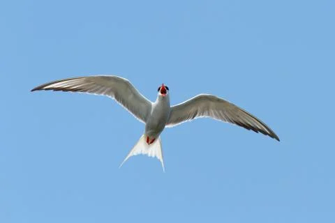 Sterna hirundo -  the common tern, image taken in Danube Delta, Romania Stock Photos