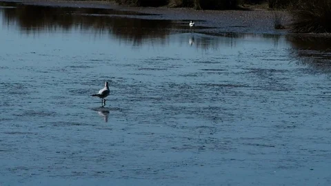 Sterna hirundo looking for food in 4k Stock Footage 95085933