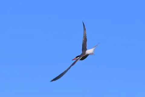 Sterna paradisaea. Arctic tern in flight in the summer in Siberia Fotos de archivo