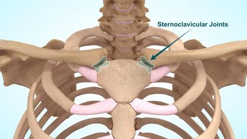 Sternoclavicular joint of 3d illustration Ilustración de archivo