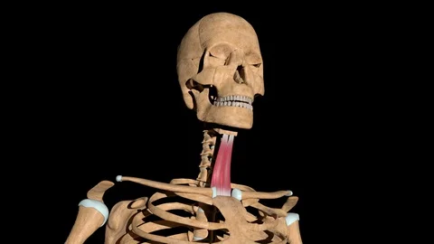 Sternohyoid Muscles on Skeleton Video stock 128840141