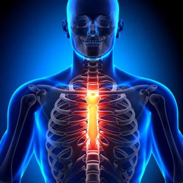 Sternum - Anatomy Bones Stock Illustration