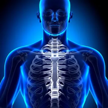 Sternum - Anatomy Bones Stock Illustration