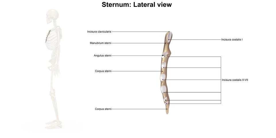 Sternum Lateral view Stock Illustration