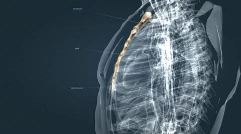 The sternum or breastbone is a long flat bone located in the central part of  Stock Illustration