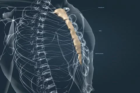 The sternum or breastbone is a long flat bone located in the central part o.. Stock Illustration