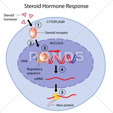 Steroid hormones action Stock Illustration