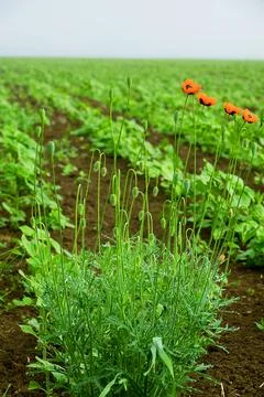 Steven poppies on fields 库存照片
