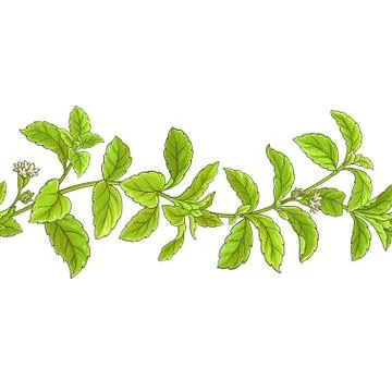 Stevia branch vector pattern Stock Illustration