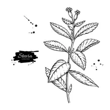 Stevia flower vector drawing. Herbal sketch of sweetener sugar substitute Illustrazione stock