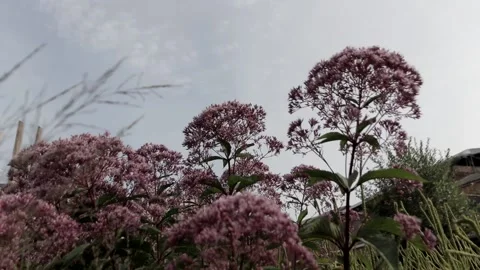 Stevia Stock Footage 146636313