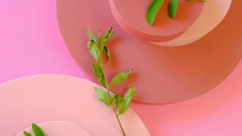 Stevia fresh and dried branches on round pink podiums.Vegetable Sweetener Stock Footage 264975809