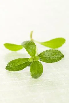 Stevia on green. Stock Photos