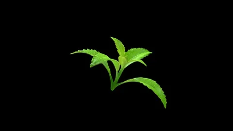 Stevia leaf of a rotating looping in alpha channel for compositing. Stock Footage 128586847