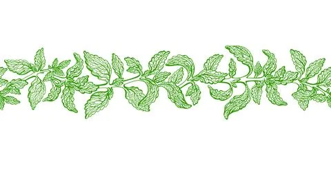 Stevia leaves seamless border. Vector green plant Stock Illustration