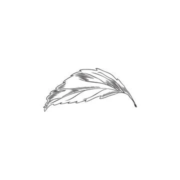Stevia one leaf engraved sketch. Natural organic sweetener, healthy sugar sub Stock Illustration