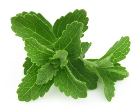 Stevia Stock Photos