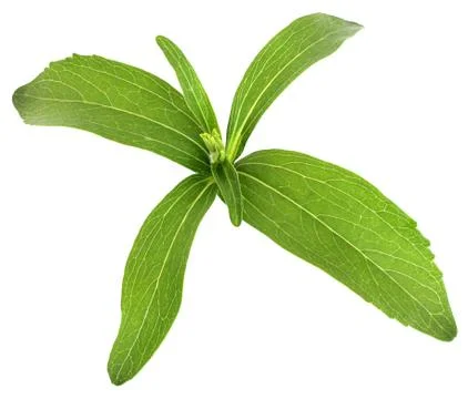 Stevia Stock Photos