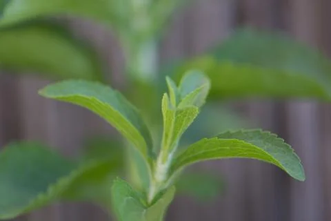 Stevia Stock Photos