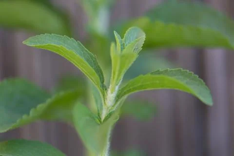 Stevia Stock Photos