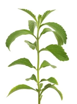 Stevia Stock Photos