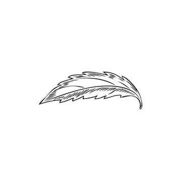Stevia plant one leaf engraved sketch. Natural organic sweetener, healthy sug Stock Illustration
