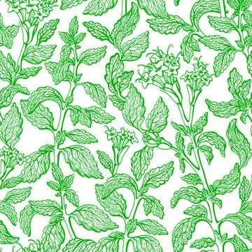 Stevia seamless pattern. Vector green branch, leaf, flower in bloom. Health s Illustrazione stock