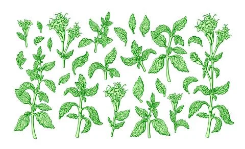 Stevia set. Vector green branch, leaf, flower in bloom. Health diabetic sweet Stock Illustration