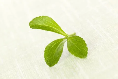 Stevia sugarl leaf. Stock Photos