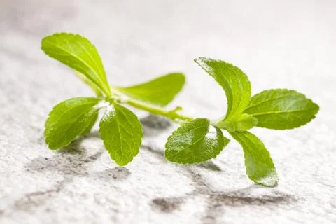 Stevia, sugarleaf isoalted. Stock Photos