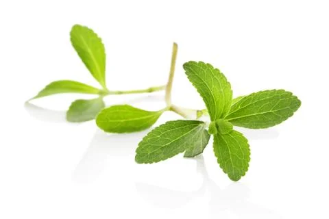 Stevia sugarleaf isolated. Stock Photos