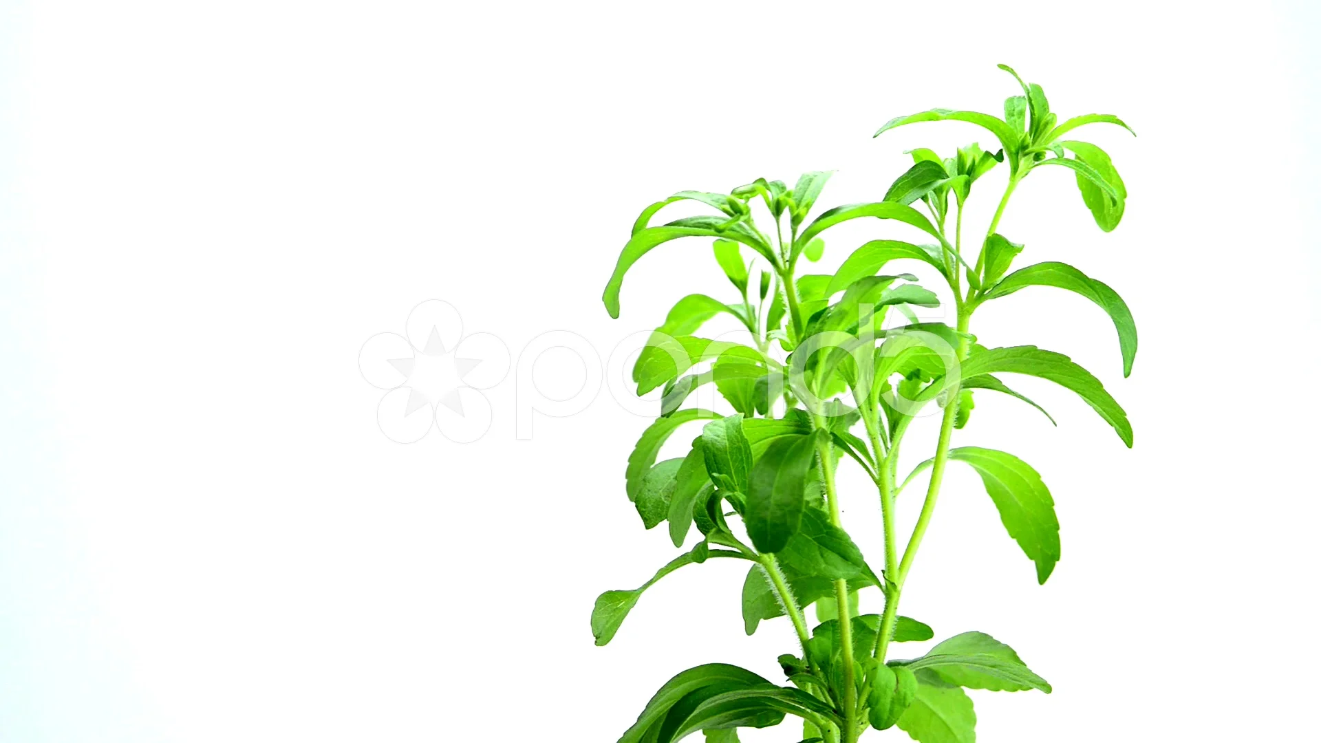 HD wallpaper green leafed plant on white background Stevia Herbs  Sweetener  Wallpaper Flare