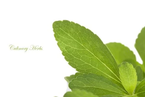 Stevia, sweetleaf. Stock Photos