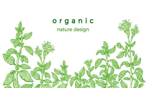 Stevia template. Vector fresh plant, leaf, sprout. Health diabetic food. Orga Stock Illustration