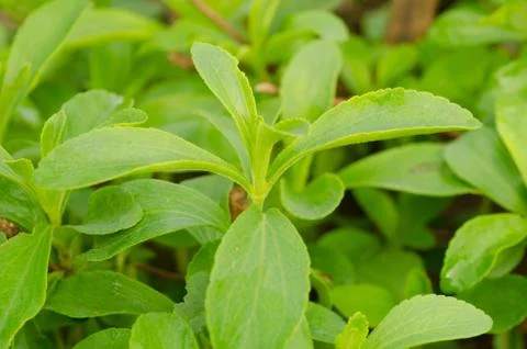 Stevia tree Stock Photos