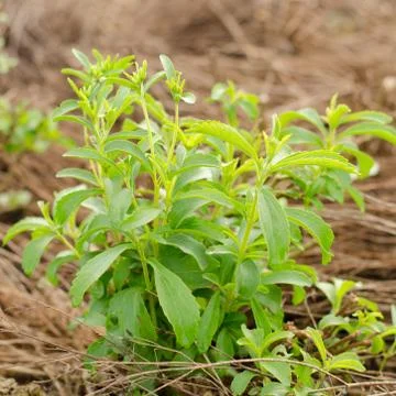 Stevia tree Stock Photos