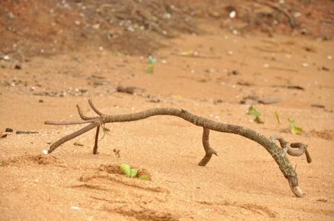 The stick on the beach 스톡 사진