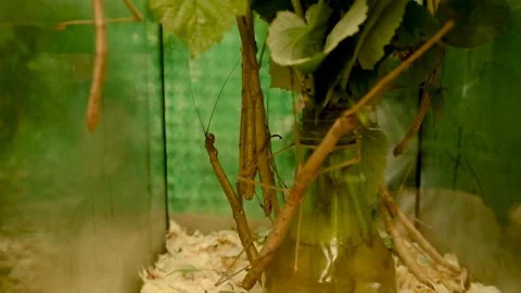 Stick beetle in an aquarium. selective focus. Stock Footage 267872542